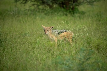 Wild Golden jackal walking through tall grass in its natural habitat