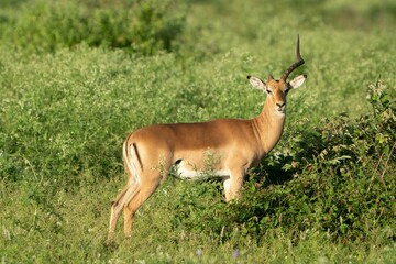 Beautiful gazelle stands in the grass of the savannah on a sunny day