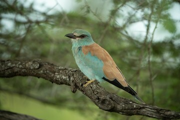 a blue and brown bird is perched on a branch in a forest