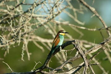 Small colorful bird perched atop a branch of a tree on a sunny day