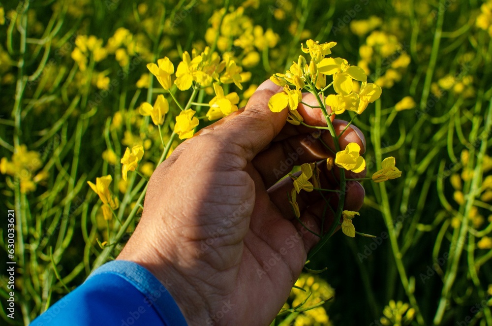 Poster man's hand holding the flower of an oilseed rape plant, spring time concept