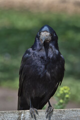 Rook perch on a fence.