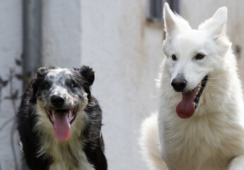 Portrait von einem weißen schweizer Schäferhund und einem Border Collie mit Heterochromia iridis Augen, odd-eyed beim Spielen in der Sonne