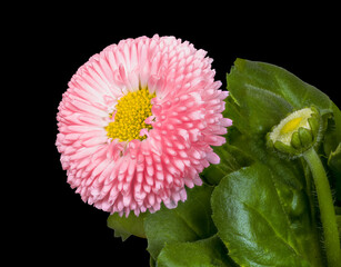 Macor of a bellis flower blossom © manfredxy