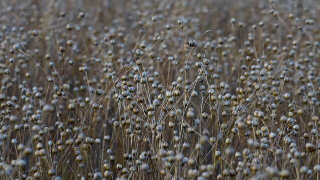 Close-up of ripe flax heads swaying in the field, harvesting flax. Flax field cinematic view. 4K footage