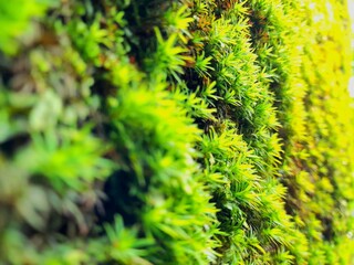 green moss background