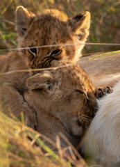 Lion cubs with their mother at Masai Mara, Kenya