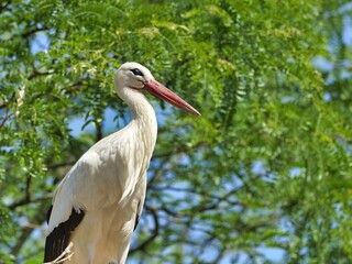 Closeup of a stork perched on a green tree branch