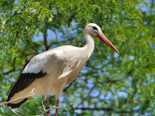 Close-up of a majestic white stork standing on a tree