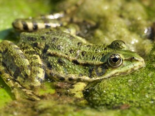 Closeup of a green frog on a mossy pond