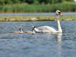Scenic view of a white swan swimming in a lake with its babies