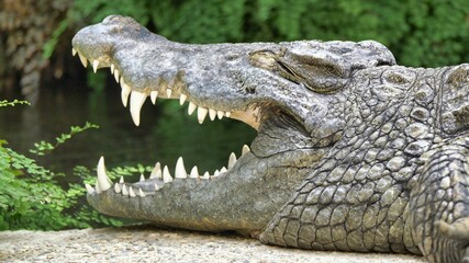 Closeup of an alligator near a pond