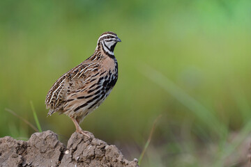 brown bird with black stripe on its chest to belly, Rain or black-breasted quail (coturnix coromandelica)