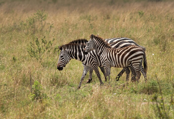 Fototapeta na wymiar Zebras at savannah grassland, Masai Mara, Kenya