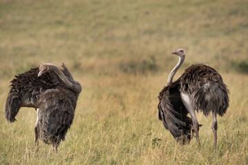 Ostrichs in the Masai Mara grassland, Kenya