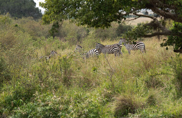 Fototapeta na wymiar A heard of zebra at Masai Mara, Kenya
