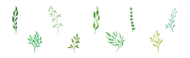 Sprigs and Twiglets with Green Leaves as Botanical Foliage Vector Set