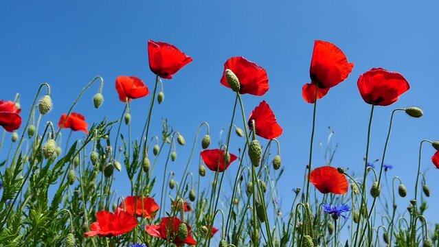 Red poppies blossoming in the field against blue sky