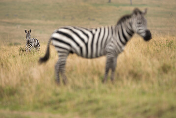 Fototapeta na wymiar Selective focus on zebra at the back in savannah grassland, Masai Mara, Kenya