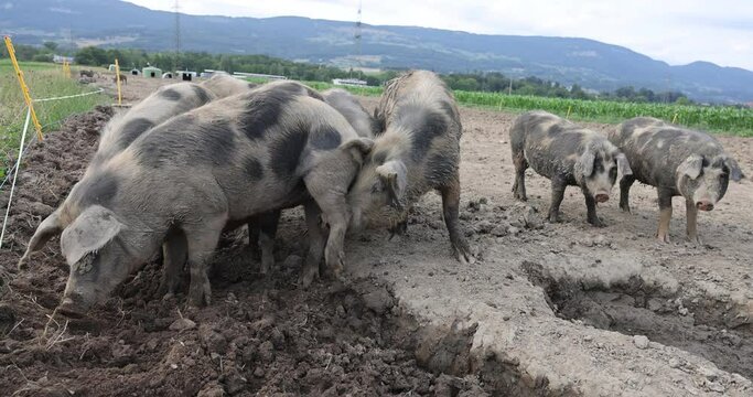 Slow-motion view of pigs eating mud in a countryside