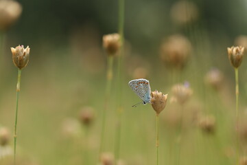 una farfalla comune blu su un fiore al tramonto in estate