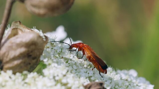 Macro video of Braconid wasp on a white flower in the field