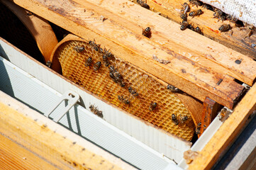 Detail inside of a wooden beehive in a beekeeping farm