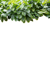 Tropical plant isolated on White background.