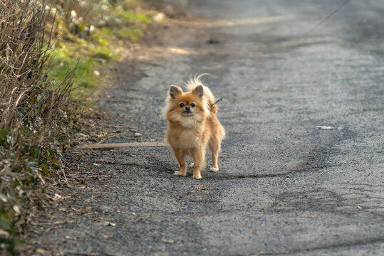 Flauschiger Pomeranian Chihuahua Mischling schaut in die Kamera - Pomchi an der Leine
