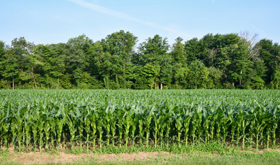 Fototapeta na wymiar corn field in the summer