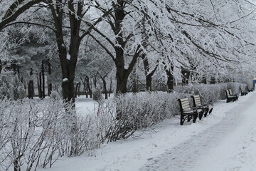 snow-covered trees and a road with a bench
