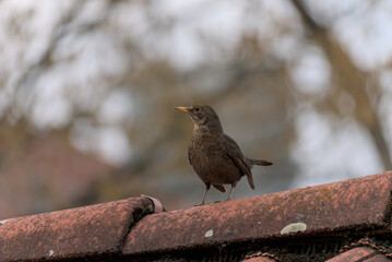 Weibliche Amsel sitzt auf einem Dach und schaut in die Ferne viel Bokeh f. 2.8
