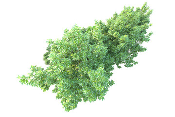 Fototapeta premium Green landscape isolated on transparent background. 3d rendering - illustration