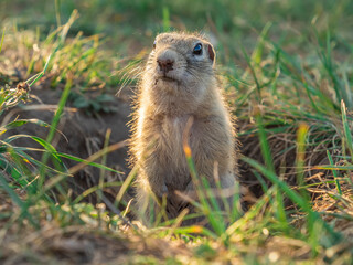Naklejka na ściany i meble Prairie dog leans out of its hole and looking around
