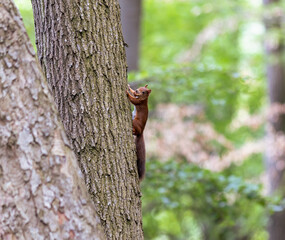 Eichhörnchen klettert einen Baum hinauf
