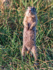 Naklejka na ściany i meble Prairie dogs are standing on hind legs and looking around