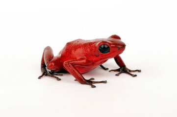 Strawberry poison-dart frog // Erdbeerfröschchen (Oophaga pumilio) - Isla Solarte