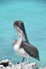 Side View of a Large Brown Pelican