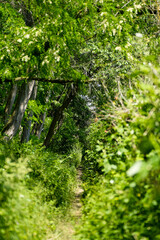 Fototapeta premium Narrow path in densely overgrown nature reserve, national park with blur gradient