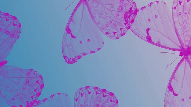 Butterfly on pink background