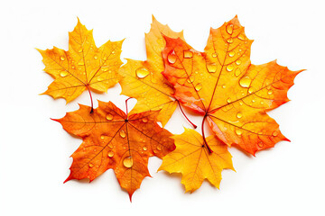 Autumn leaves background.with drops of water, isolated white background