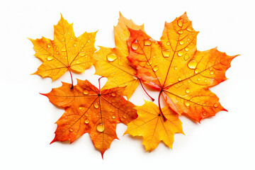 Obraz premium Autumn leaves background.with drops of water, isolated white background
