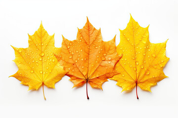 Obraz premium Autumn leaves background.with drops of water, isolated white background