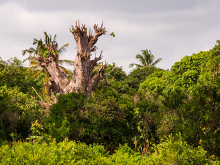 Silhouette of baobab
