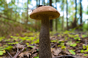 A mushroom growing in the grass in the forest on a sunny summer day