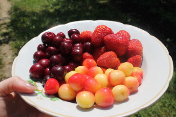 summer berries harvest in autumn, strawberries and cherries