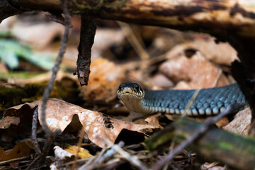 A snake crawls through the foliage in the forest
