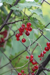 summer berries harvest in autumn, currant