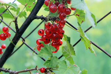 summer berries harvest in autumnБ currant