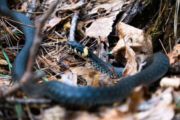 A snake crawls through the foliage in the forest